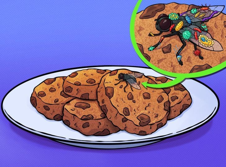 Mengapa Lalat Bertelur di Makanan? Ini Rahasia di Baliknya dan Trik Mengatasinya