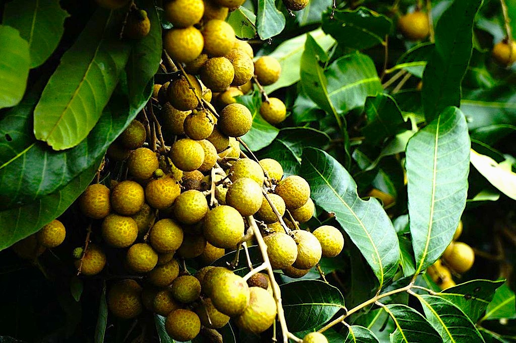 Ilustrasi pohon kelengkeng, buah kelengkeng.
