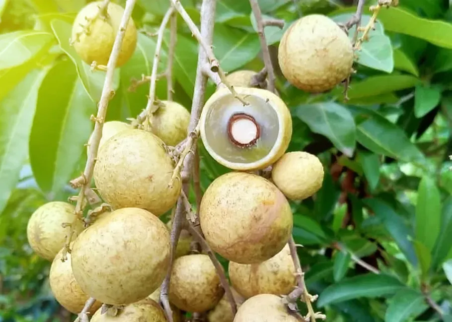 Kelengkeng Matalada