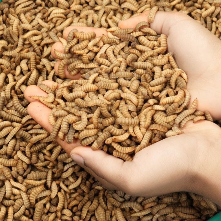 Ular Magot: Si Misterius dari Dalam Hutan