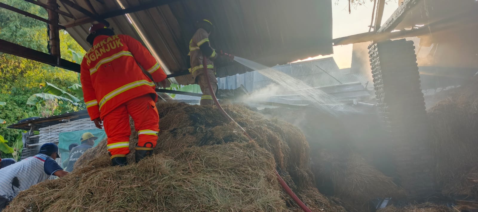 Kandang Sapi di Pace Nganjuk Ludes Terbakar