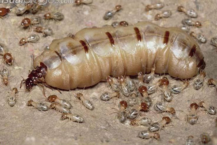 Rahasia Hidup Rayap: Kecil-Kecil Tapi Hebat!