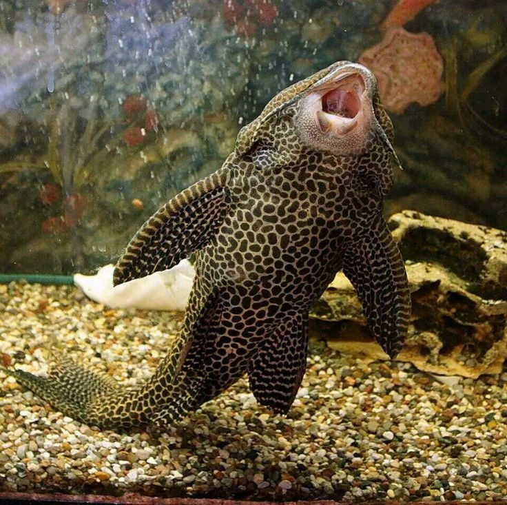 Asal Usul Ikan Sapu-Sapu: Si Pembersih Akuarium yang Jadi Ancaman di Sungai