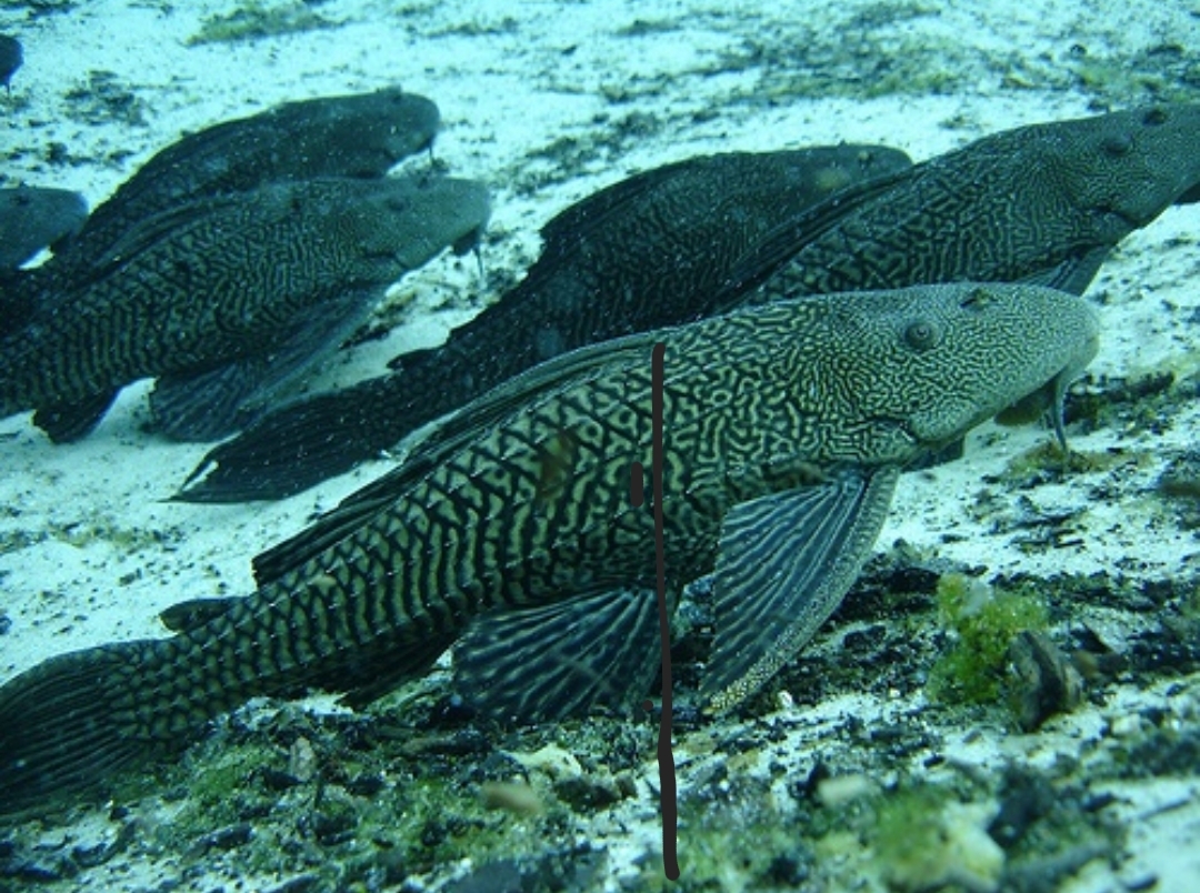 Daging Ikan Sapu-Sapu Bisa Dimakan? Ini Faktanya