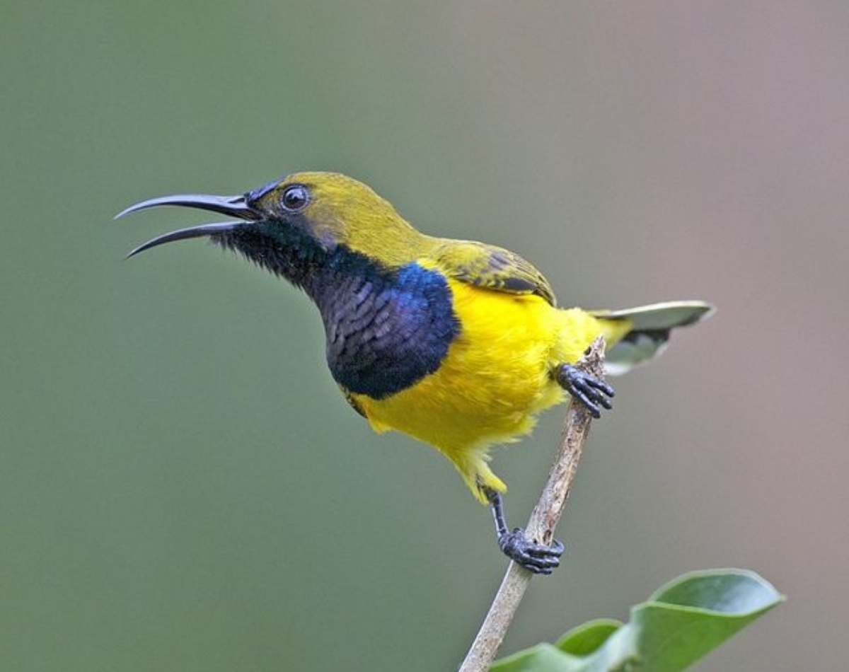 Biar Akrab! Cara Menjinakkan Burung Sogok Ontong (Sogon) dengan Cara Santai