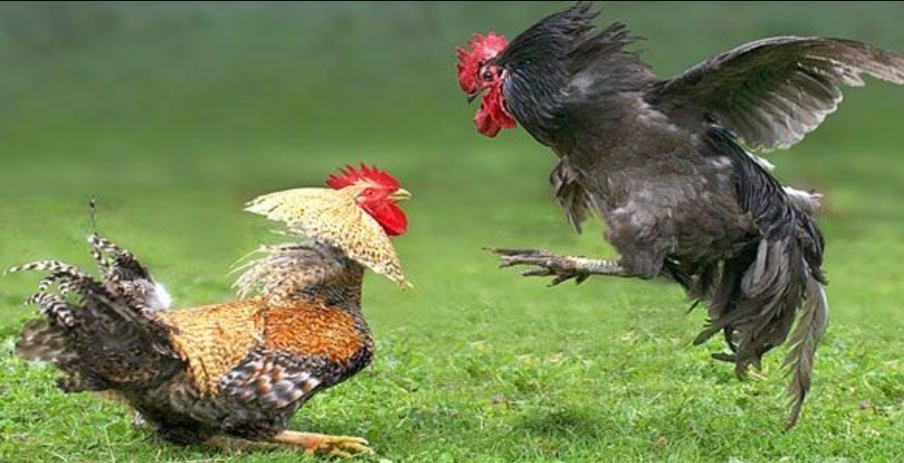 Heboh! Rumah Anggota DPRD Asahan Diserbu Polisi, Diduga Jadi Arena Judi Sabung Ayam