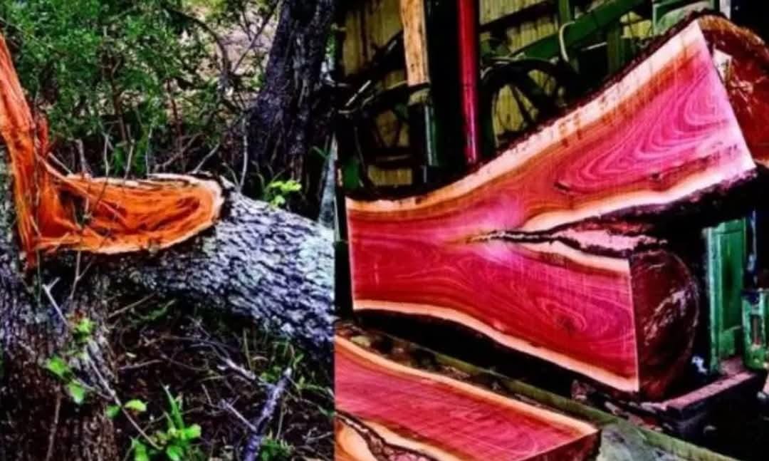 African Blackwood: Kayu Langka Bernilai Tinggi Seperti Emas