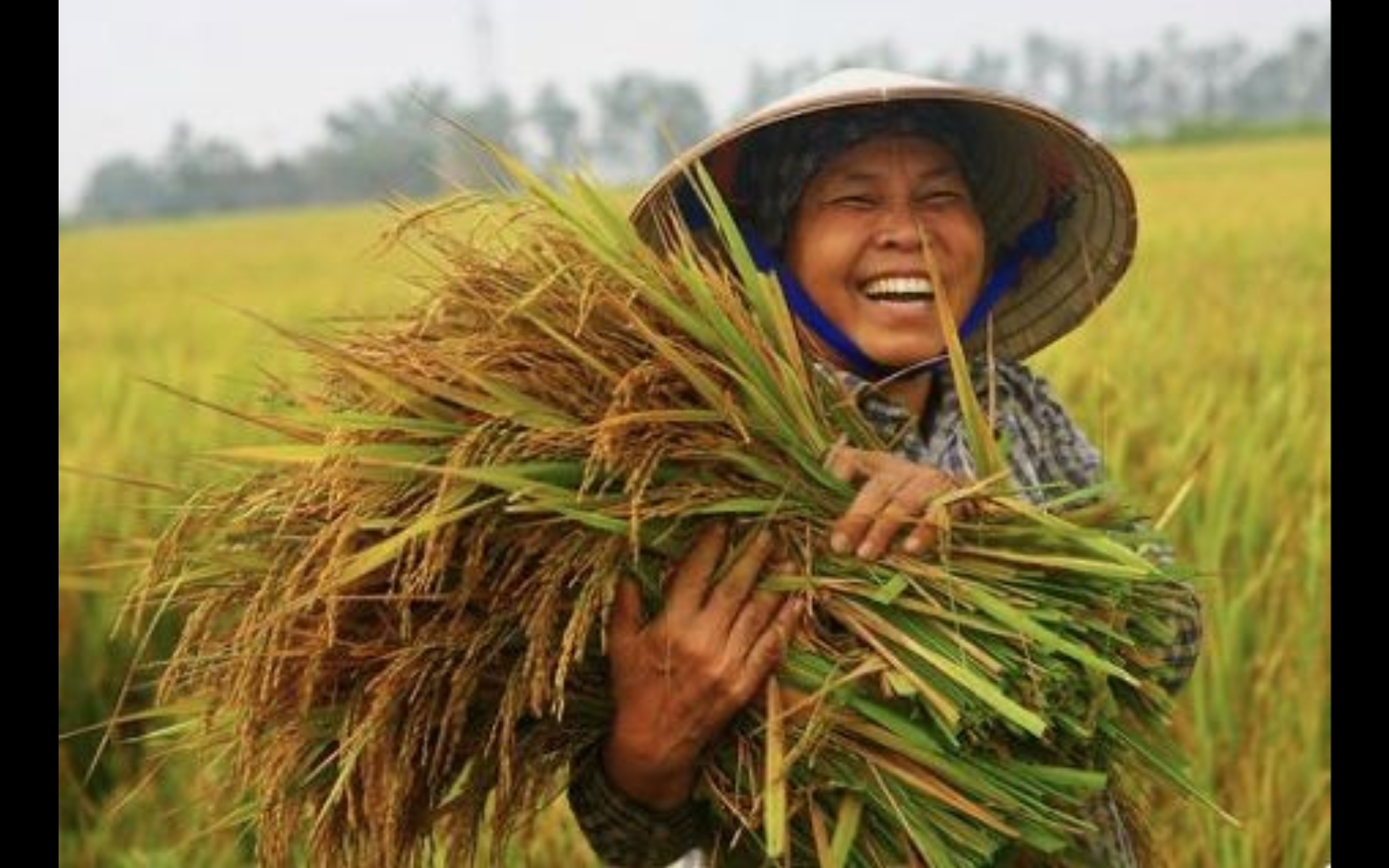 Lembaga Pertanian AS Puji Lonjakan Produksi Beras Indonesia pada April 2025