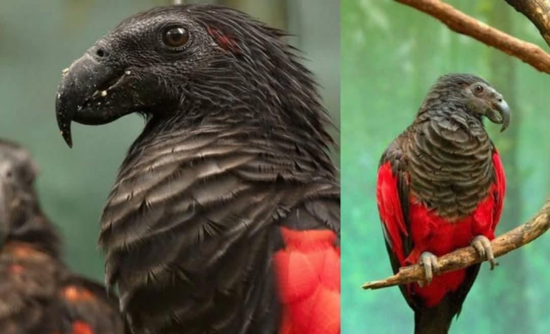 Pesona Nuri Hitam Papua, Sang Drakula dari Dunia Burung