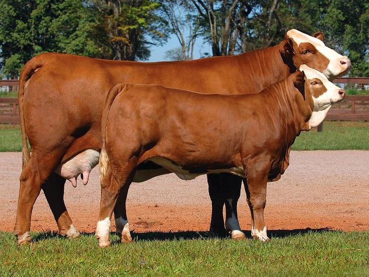 Strategi Perawatan Sapi untuk Percepatan Penggemukan Badan