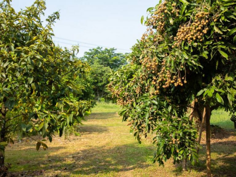 Pohon kelengkeng di kebun yang berbuah lebat