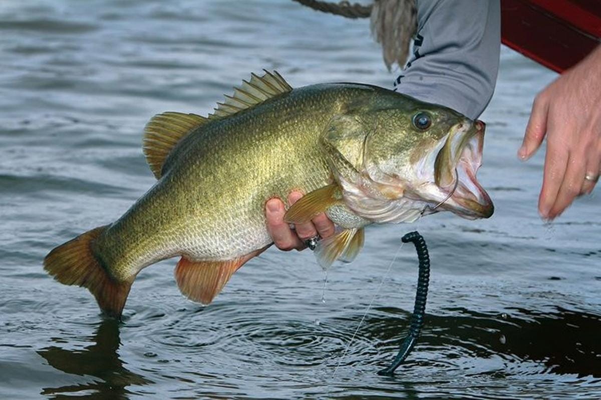 ikan Largemouth Bass