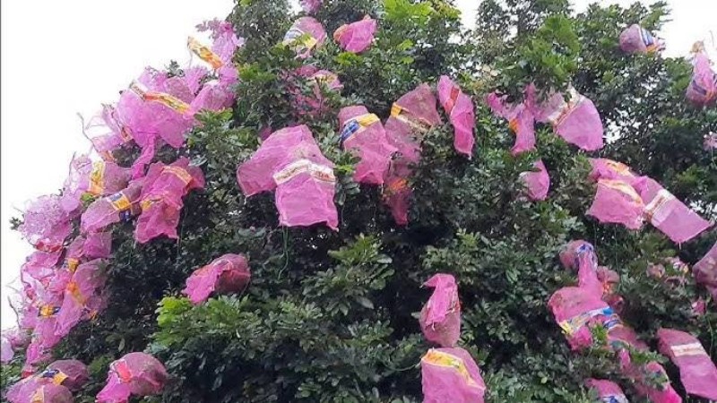 cara membungkus (brongsong) buah kelengkeng