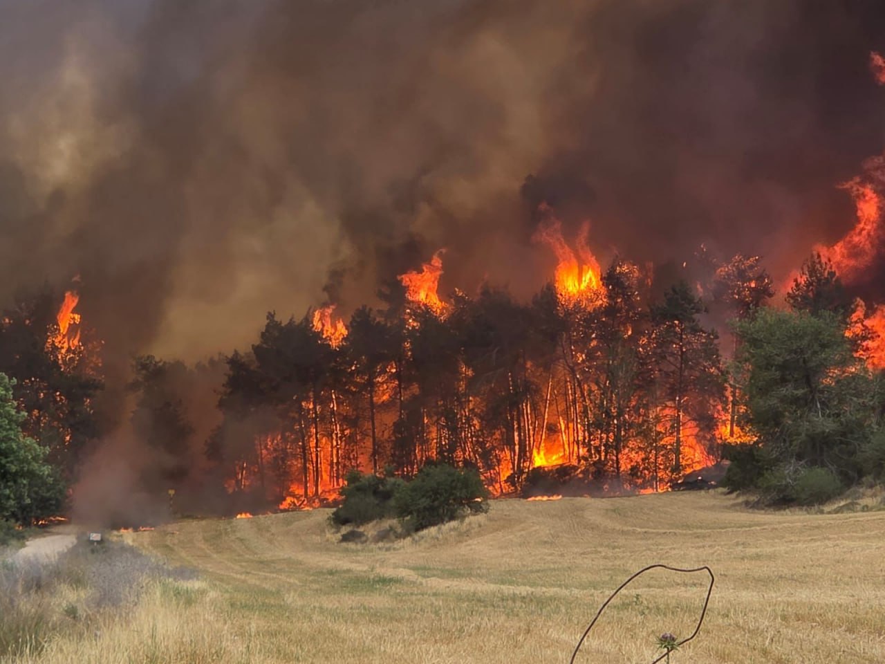 Fakta-Fakta Kebakaran Dahsyat yang Melahap 13.000 Hektare Lahan di Israel