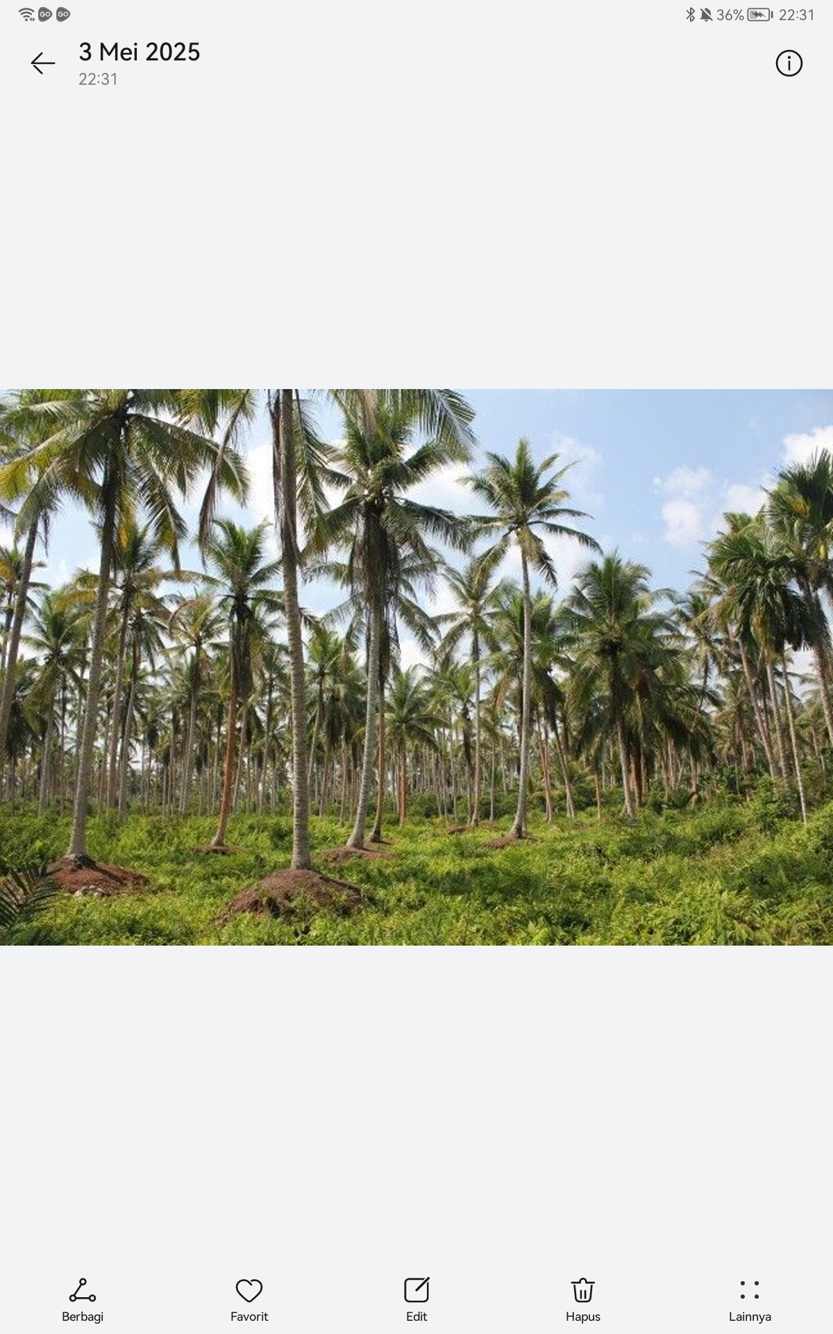 pohon kelapa