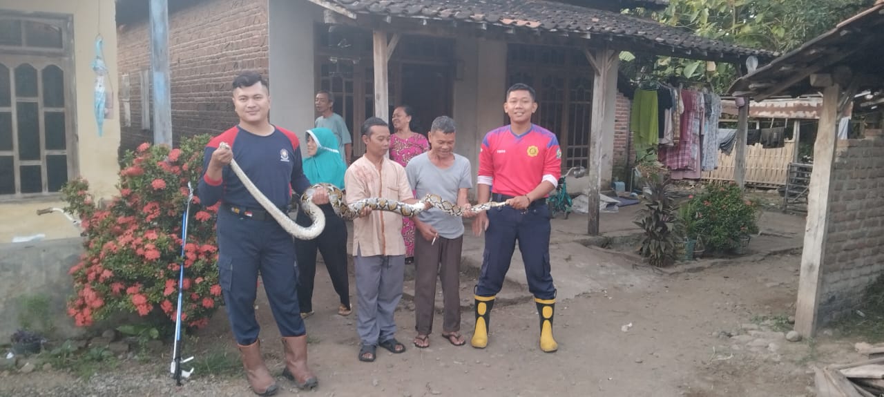 Sehari Damkar Nganjuk Sudah Tangkap Dua Ular Berbisa