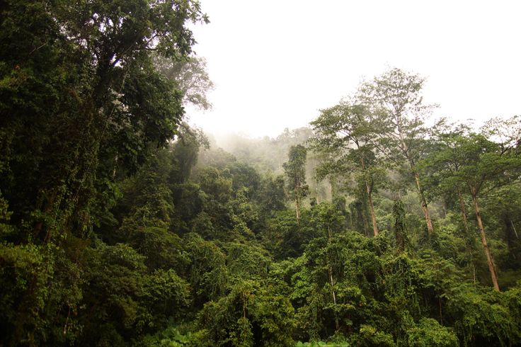 Diduga Memiliki Gangguan Daya Ingat, Lansia di Balikpapan Utara Ditemukan Meninggal Dunia di Hutan