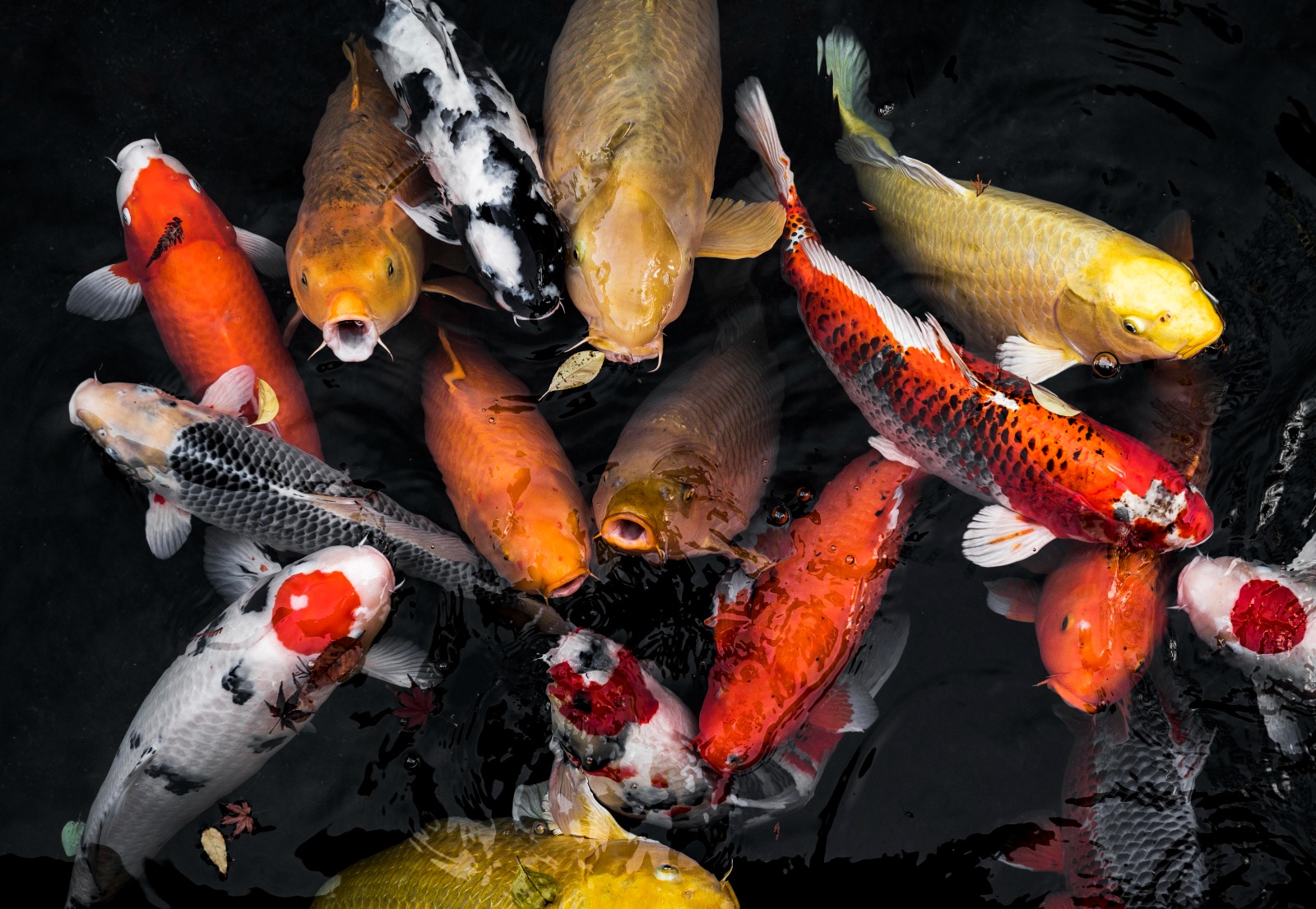 Rawat Koi, Ikan Cantik yang Butuh Perhatian Ekstra
