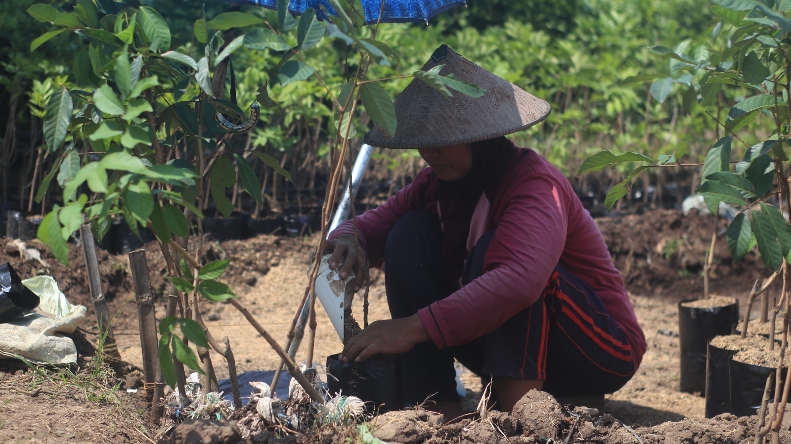 proses pemupukan pada tanaman