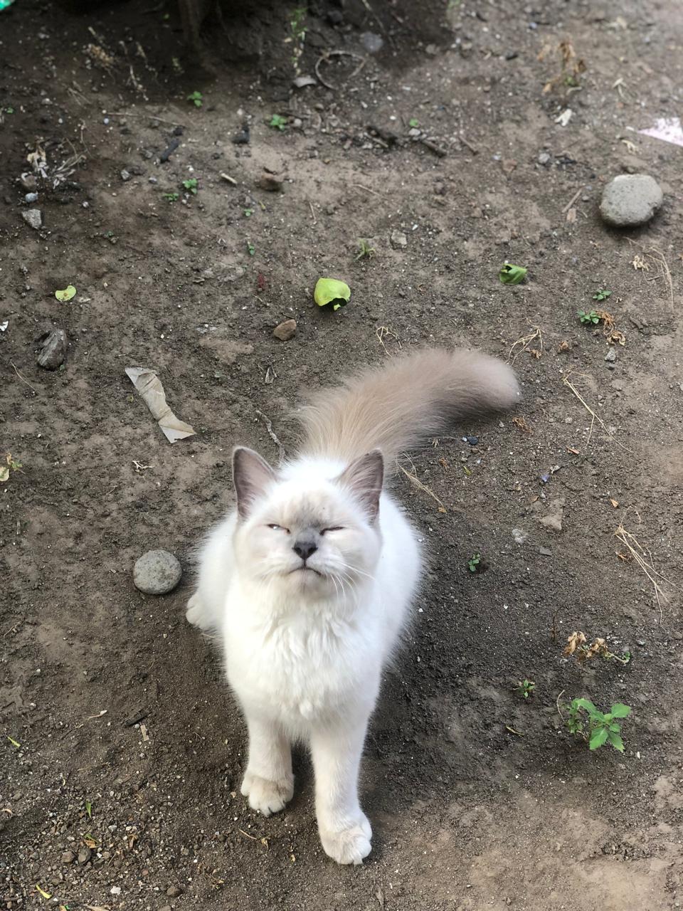 Kucing Menangis