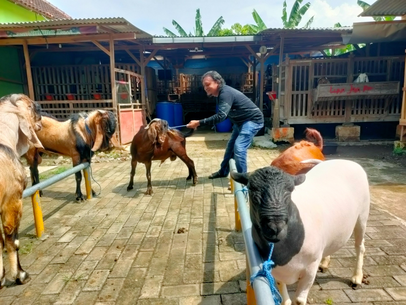 Jatuh Bangun Aipda Sunaryo, Anggota Buser Polres Nganjuk yang Beternak Kambing