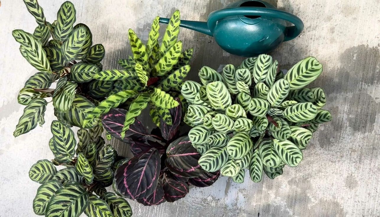 tanaman calathea