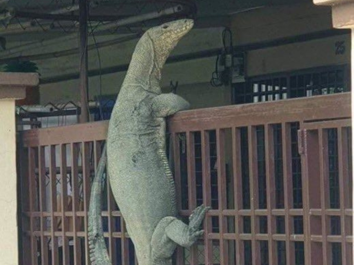 Biawak Nyelonong ke Rumah