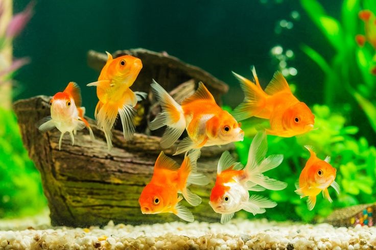 Mau Pelihara Ikan Hias tapi Budget Tipis Ini 5 Jenis yang Cocok untuk Mahasiswa