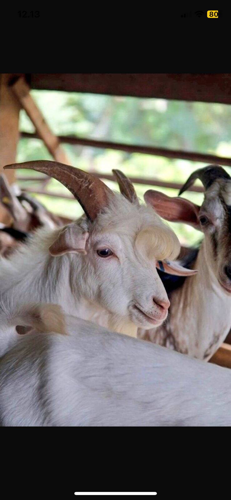 Estimasi Biaya Kambing Kurban Idul Adha 2025 di Kabupaten Nganjuk untuk Persiapan Ibadah Kurban