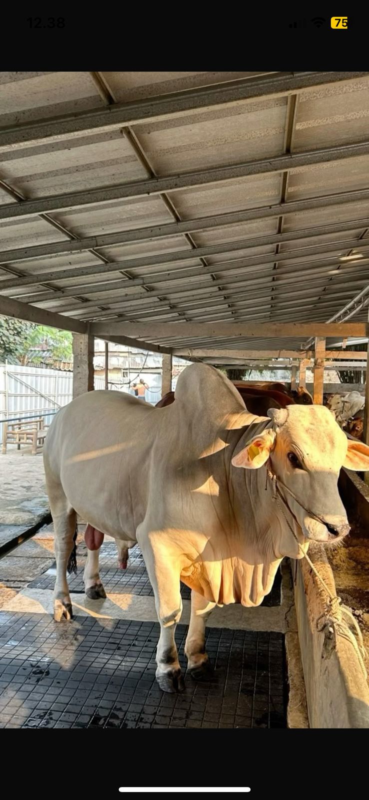 Estimasi Biaya Sapi Kurban Idul Adha 2025 di Kabupaten Nganjuk untuk Persiapan Ibadah Kurban