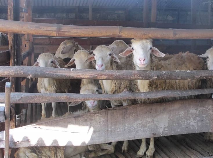 Ternak Kambing Bagi Pemula