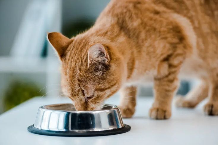 Ilustrasi kucing saat makan.
