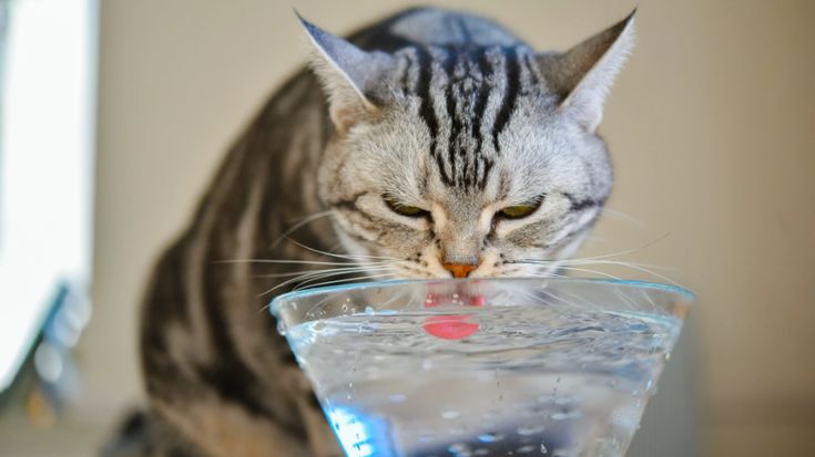 Ilustrasi kucing minum air kelapa.