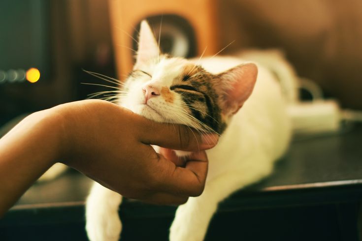 Ilustrasi kucing sedang bermain bersama peiliknya.