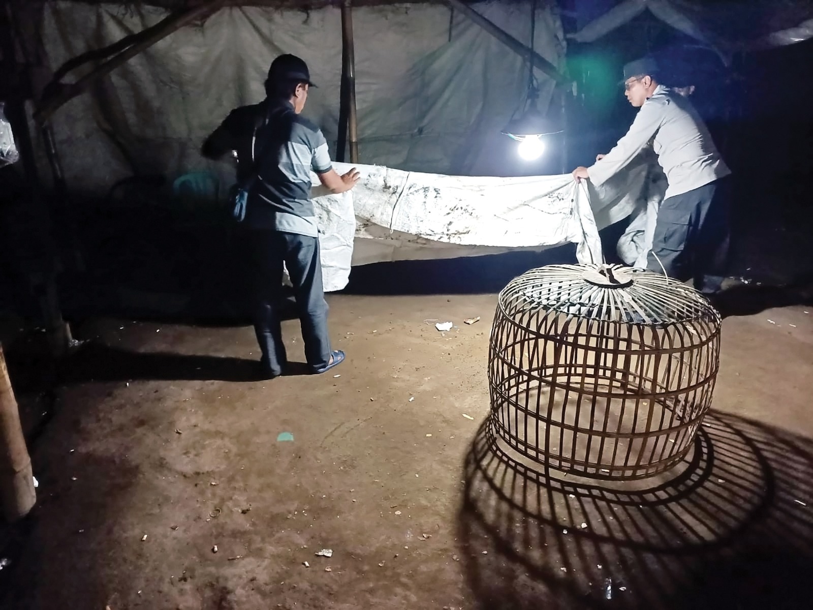 Polisi Bongkar Arena Sabung Ayam