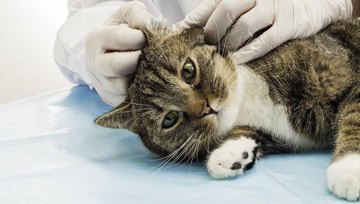 Ilustrasi kucing swdang diperiksa oleh dokter.