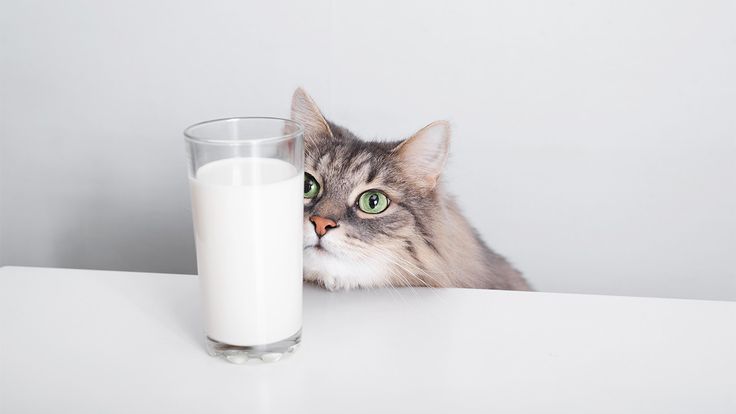 Ilustrasi kucing minum susu.