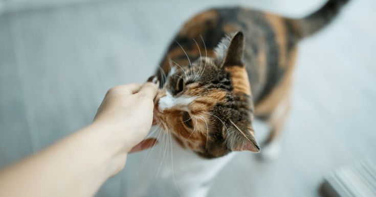 Ilustrasi kucing bermain dengan pemiliknya.