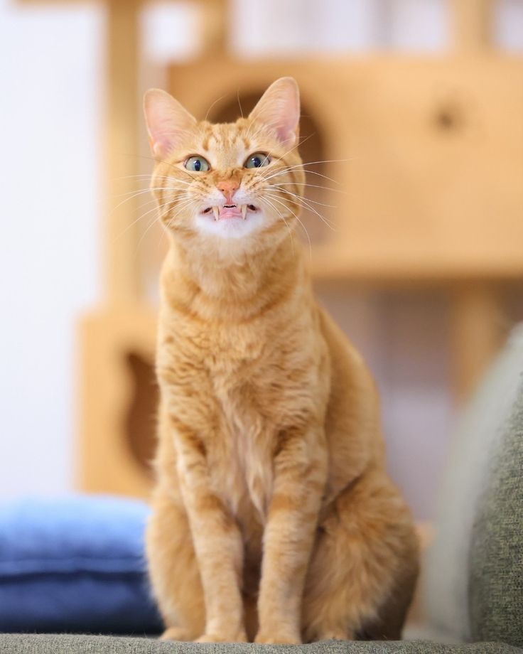 Kucing Oyen