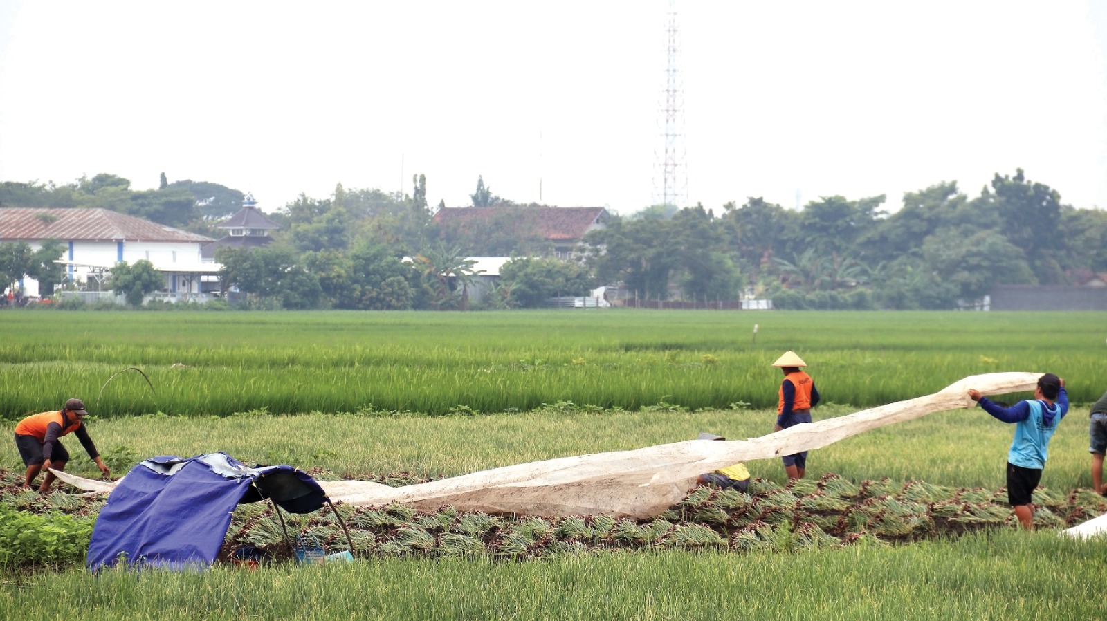 Petani Brambang Percepat Panen karena Khawatir Gagal