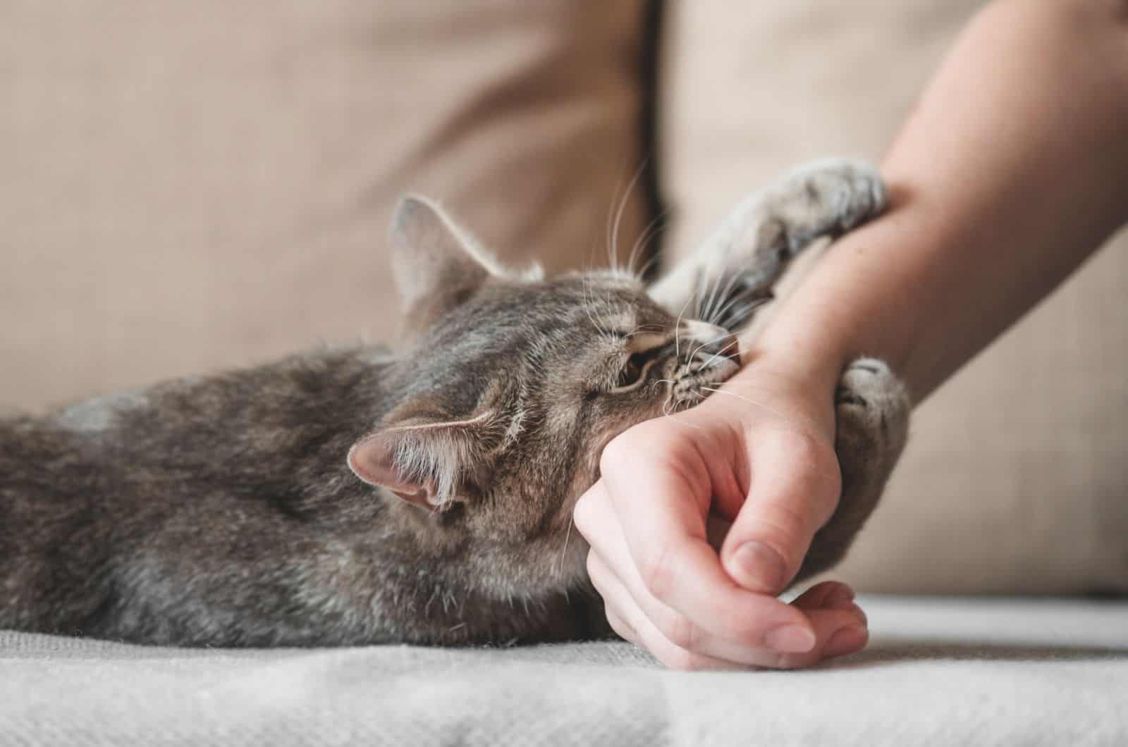 Ilustrasi kucing menggigit tangan pemiliknya.