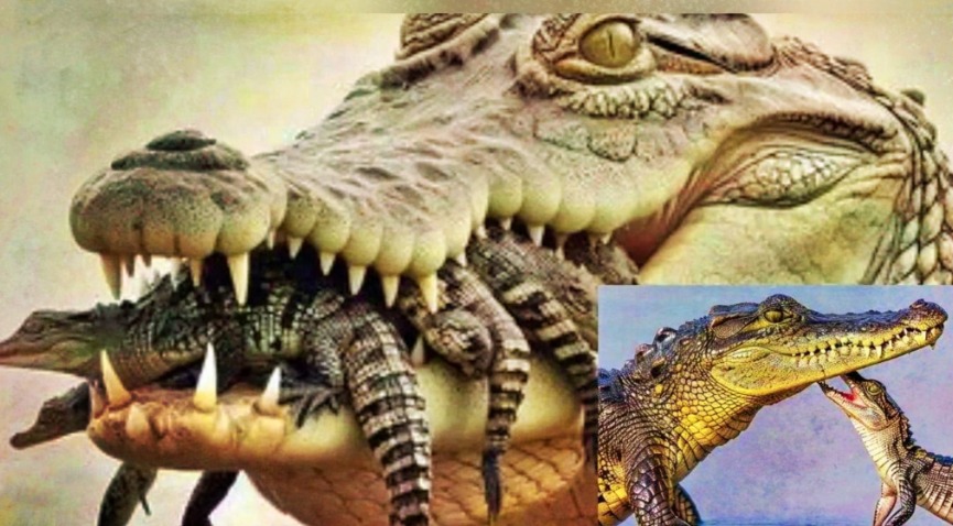 Ilustrasi buaya.
