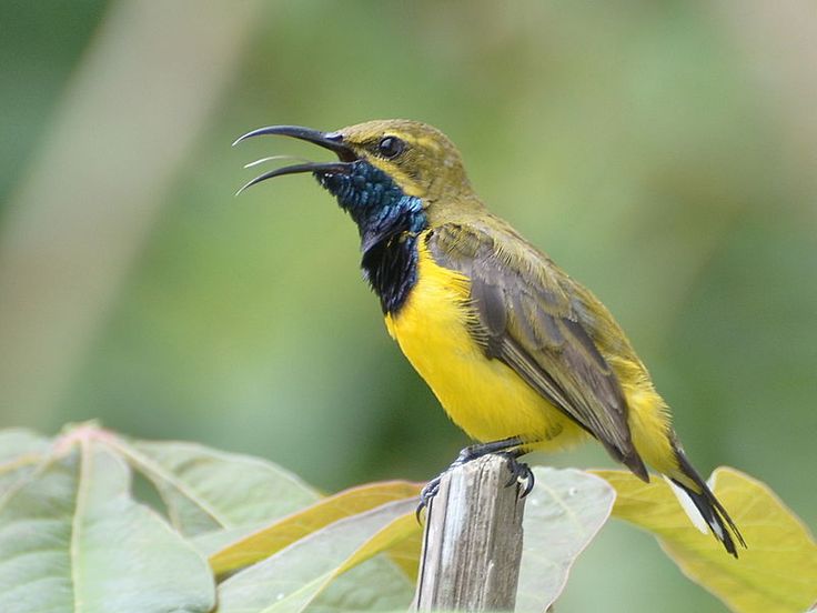 Ilustrasi burung Sogon.