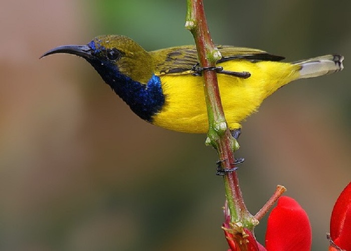 Ilustrasi burung Sogon.