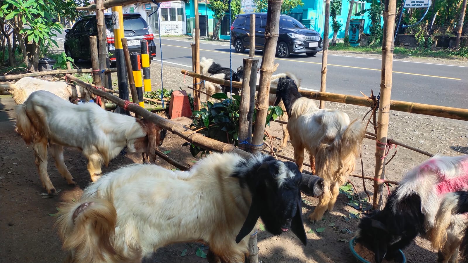 Kambing Dijual Qurban