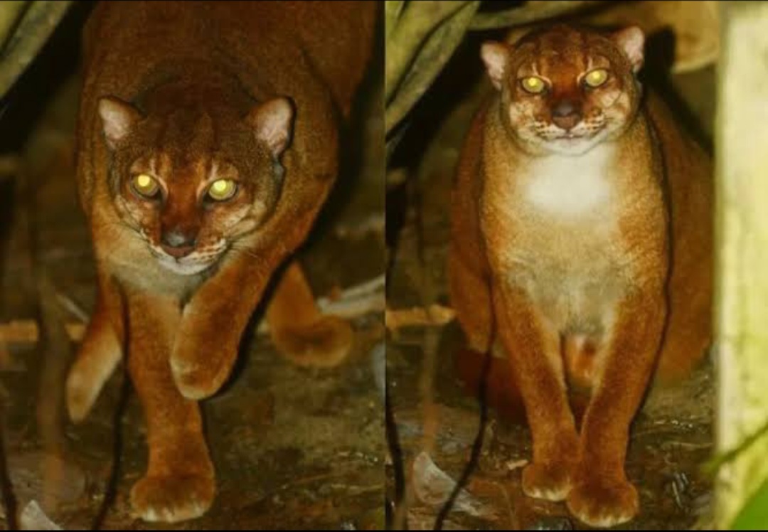 Kucing Merah, satwa endemik Kalimantan (foto: pinterest)