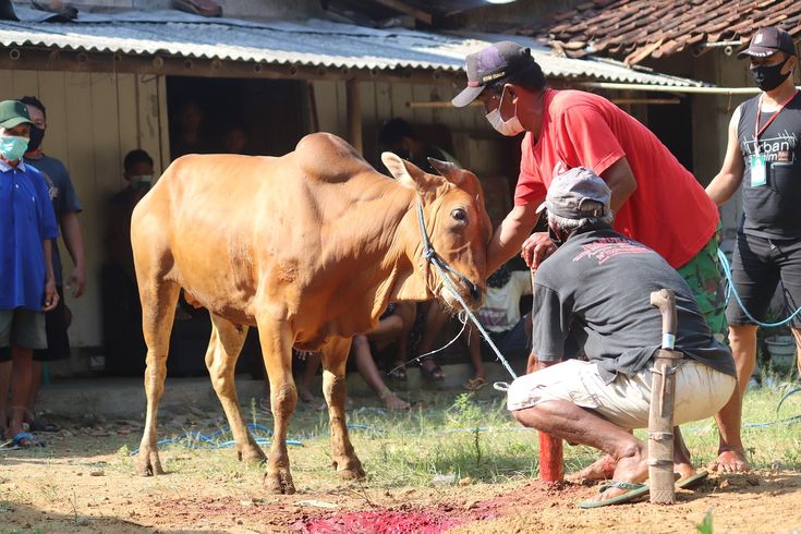 Ilustrasi dua orang penyembelih kurban sedang memegangi sapi kurban agar tidak kabur.
