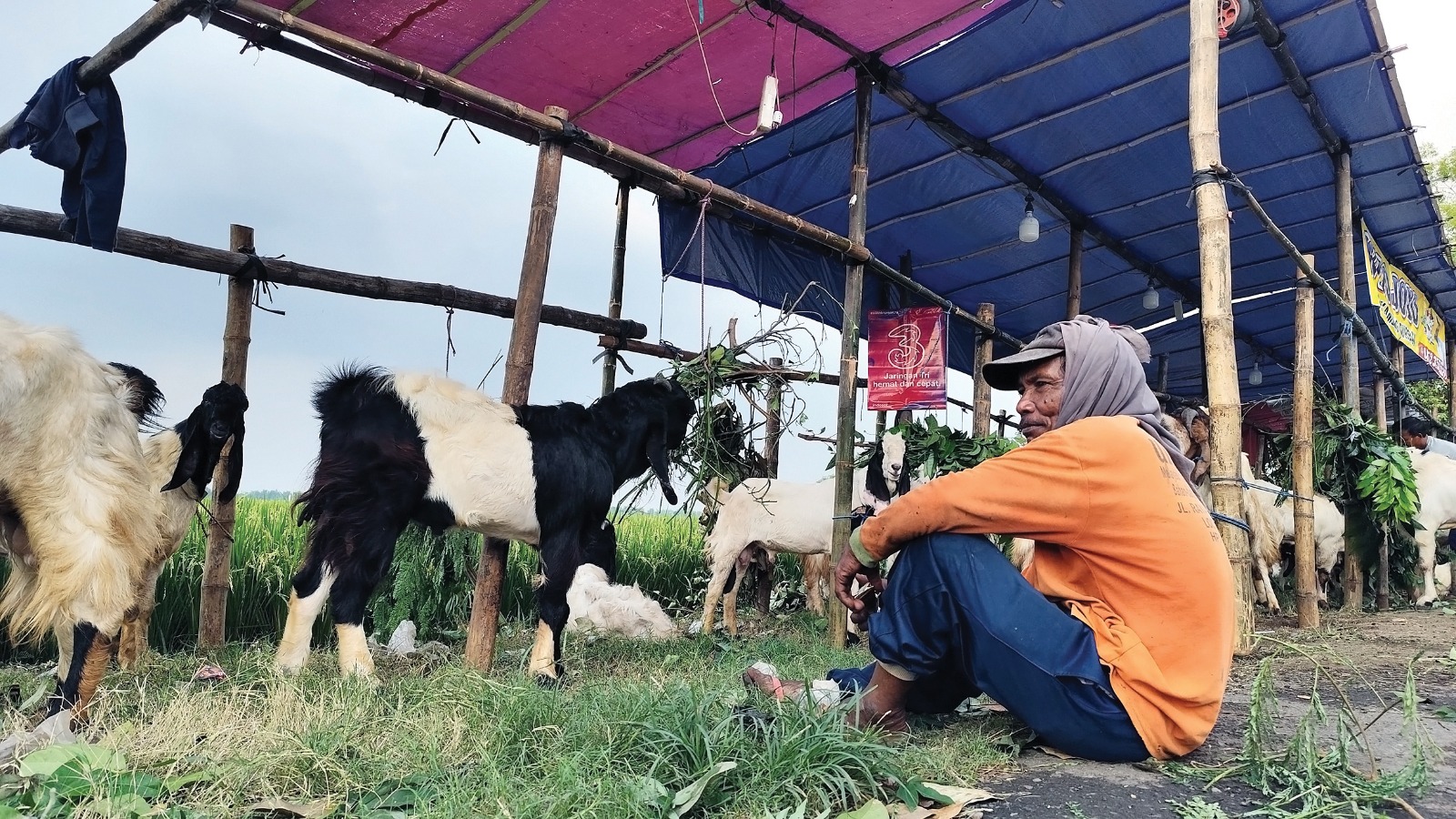 MENUNGGU PEMBELI: Pedagang kambing musiman terpaksa menjual kambing ke pasar jika tidak laku.