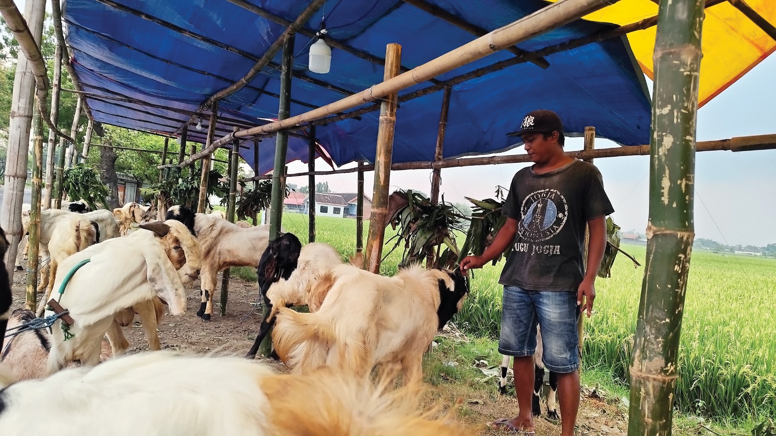 RELA TIDUR DI JALAN: Pedagang kambing musiman memberi makan kambingnya setiap hari.