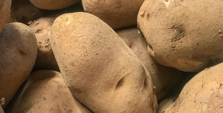 Waspadai Bahaya Mengonsumsi Kentang Bertunas